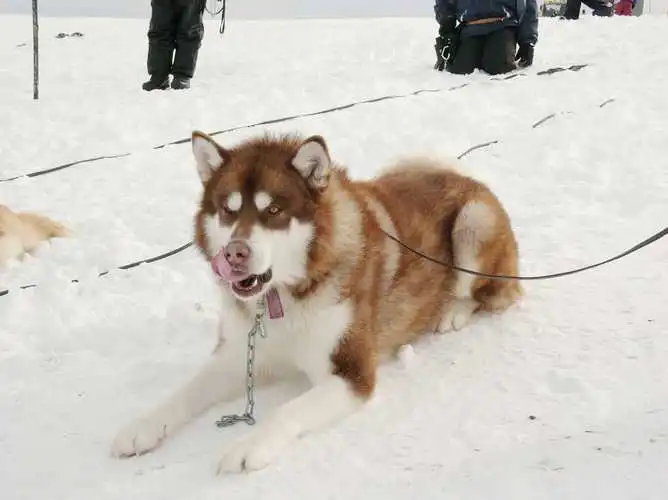 極地(dì)雪(xuě)橇冒險